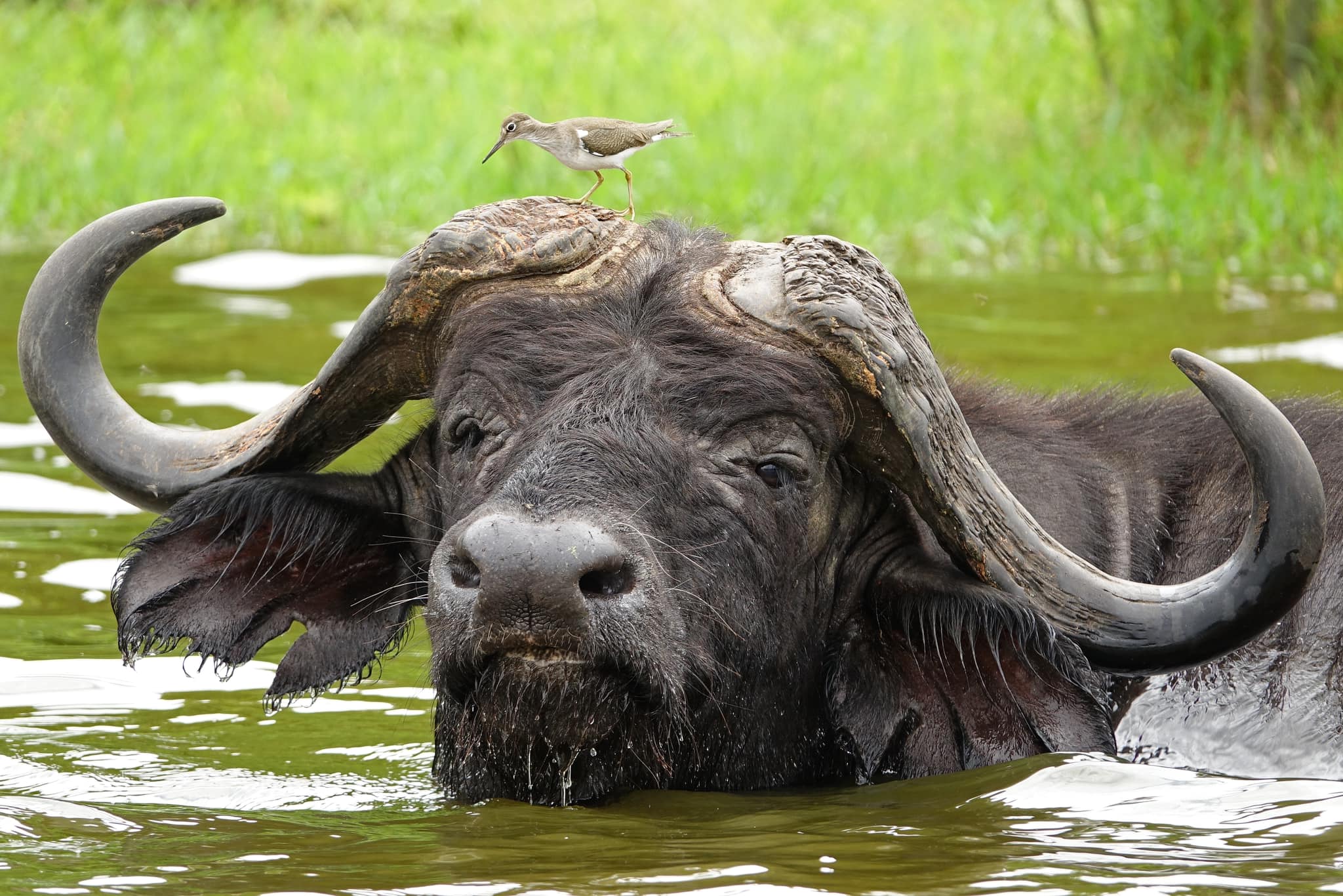 Uganda Big Five wildlife safari