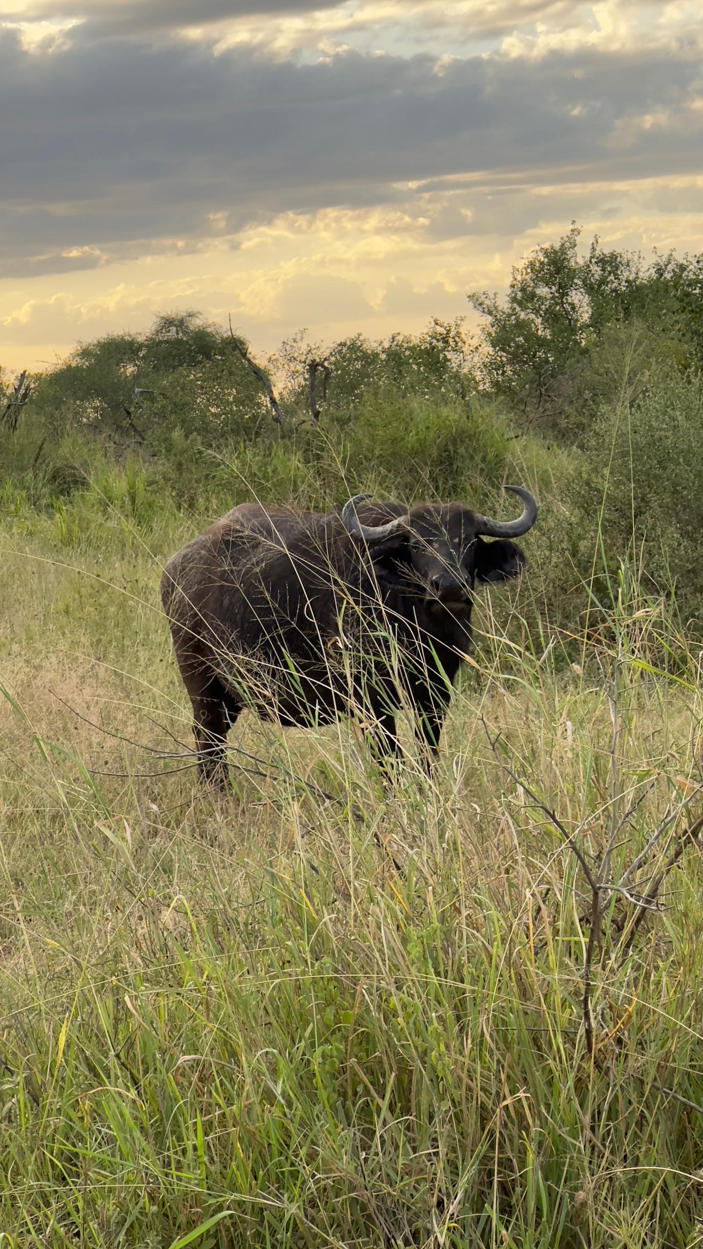 Serengeti Tanzania Big Five safari