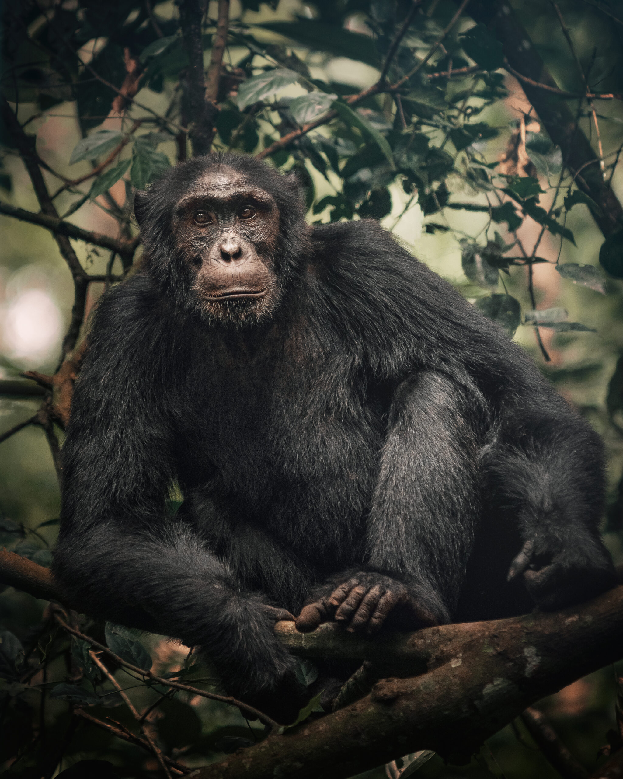 Kibale Forest chimpanzee trekking Uganda