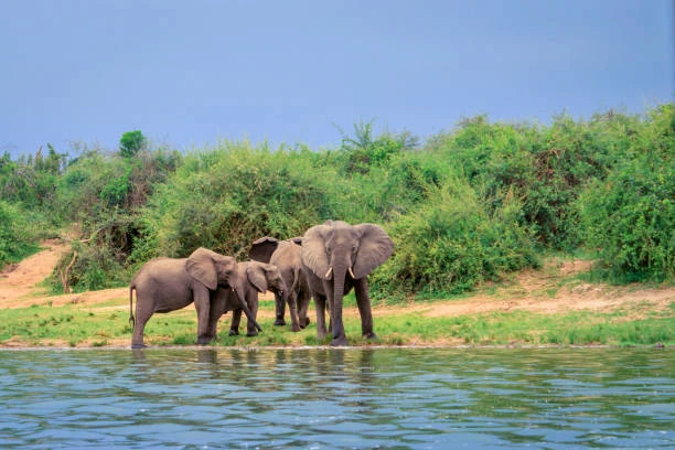 8 Days Uganda Wildlife Safari
