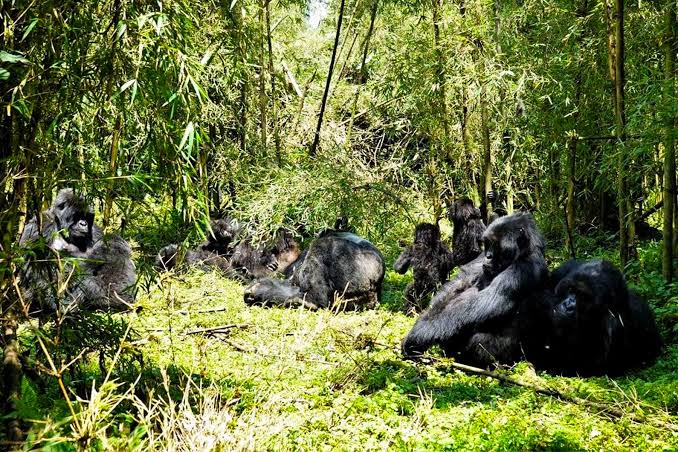 Volcanoes National Park Rwanda gorilla trekking