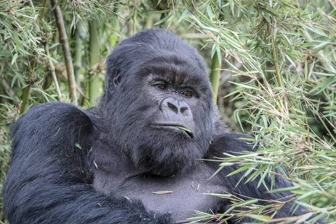Rwanda luxury gorilla trekking destination