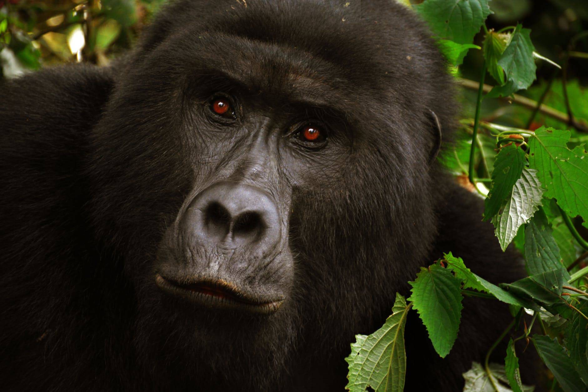 Uganda gorilla trekking and wildlife safari destination
