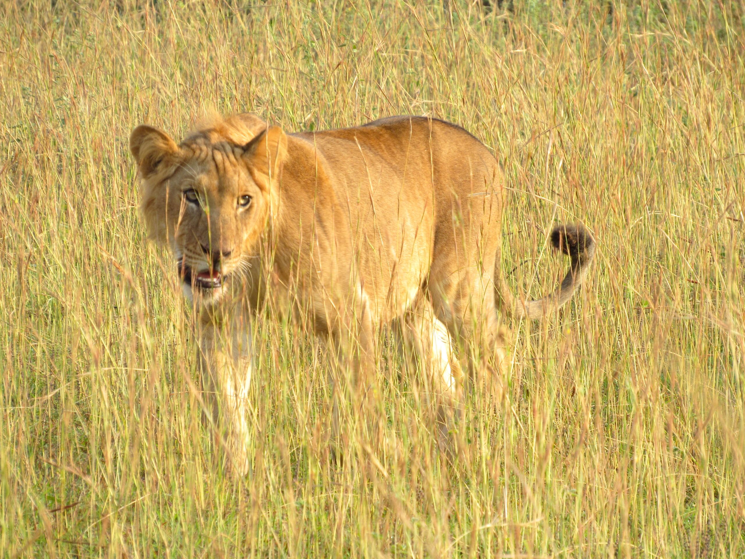 7 Days Uganda Big Five Safari