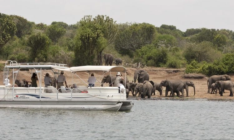 Kazinga Channel boat safari with hippos elephants and birds in Uganda