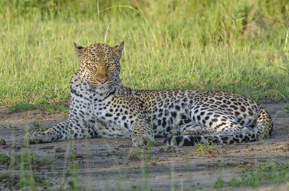 Uganda Big Five wildlife safari with lions leopards elephants buffalo and rhinos