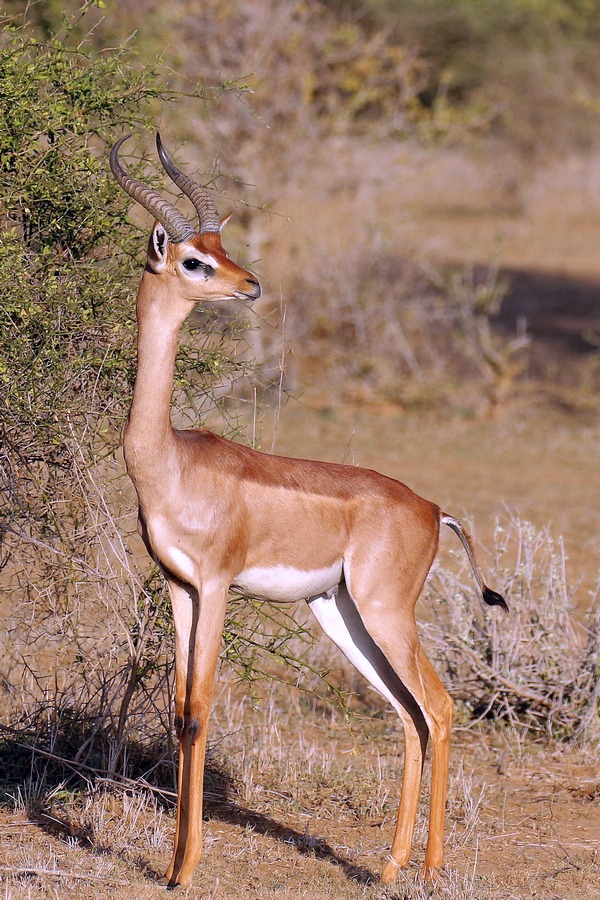 Kenya luxury safari wildlife destination