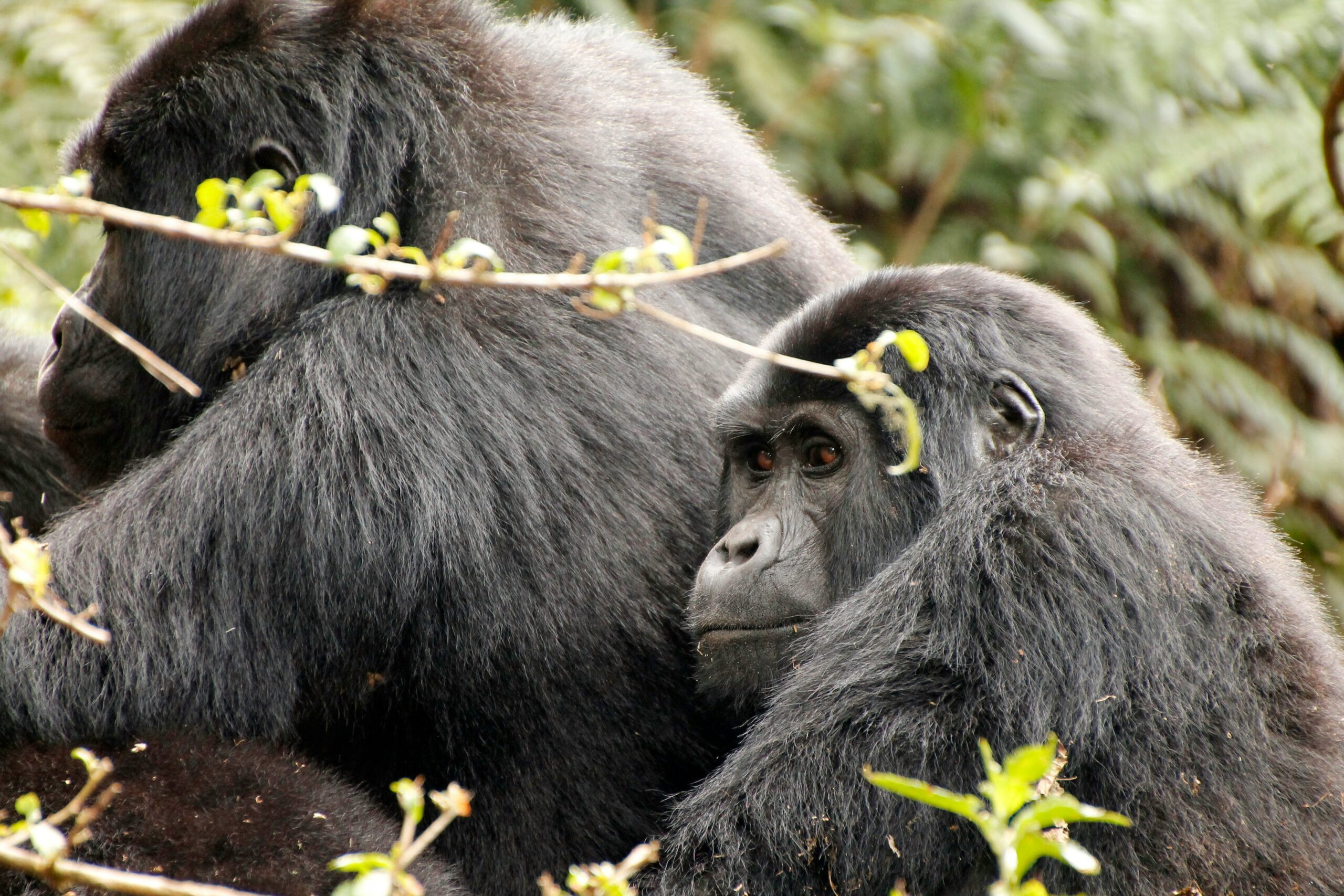Mountain gorilla trekking in Volcanoes National Park Rwanda
