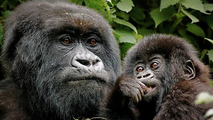 Luxury gorilla trekking safari in Uganda and Rwanda