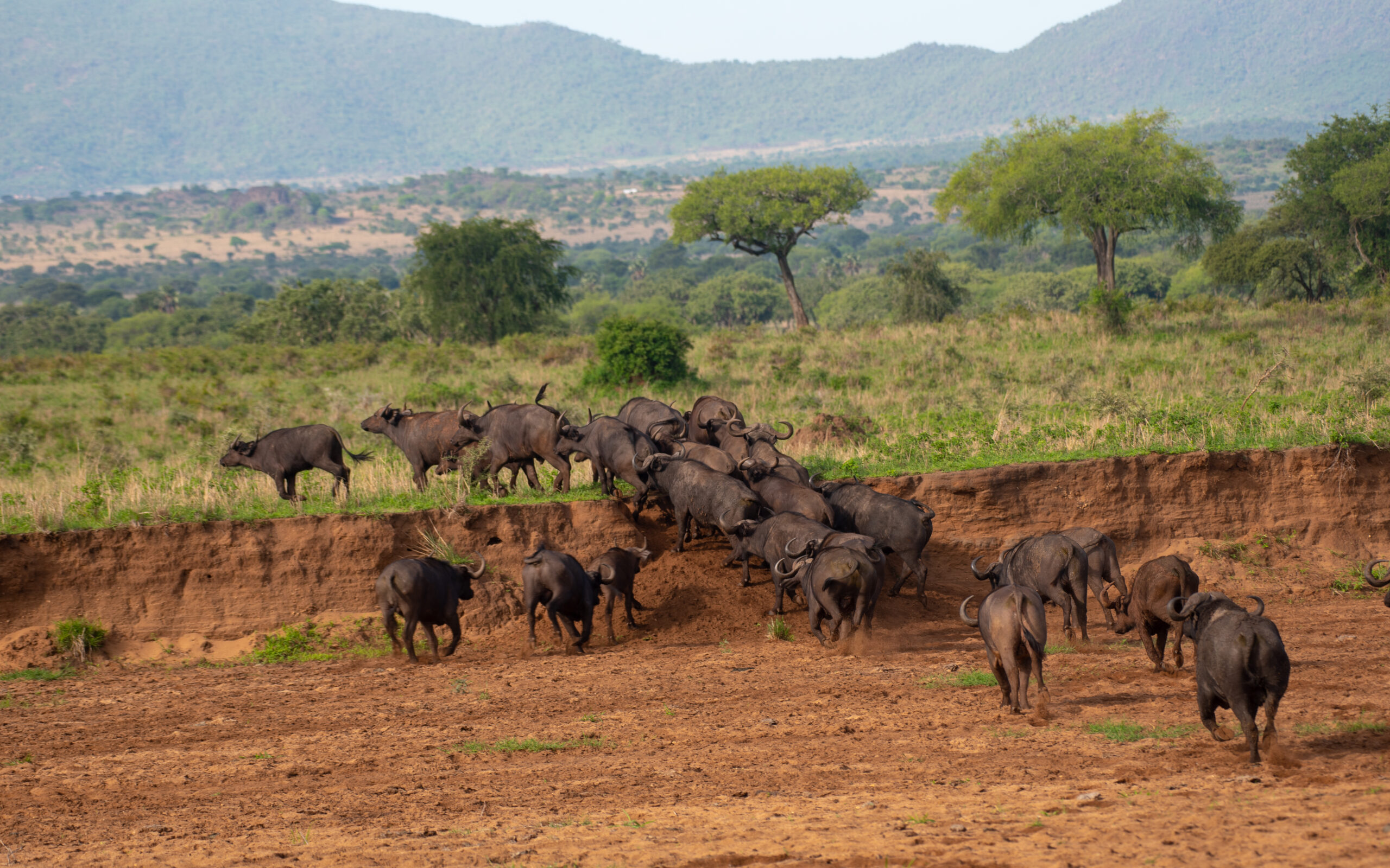 Big Five safari adventure with lions elephants and wildlife in Africa