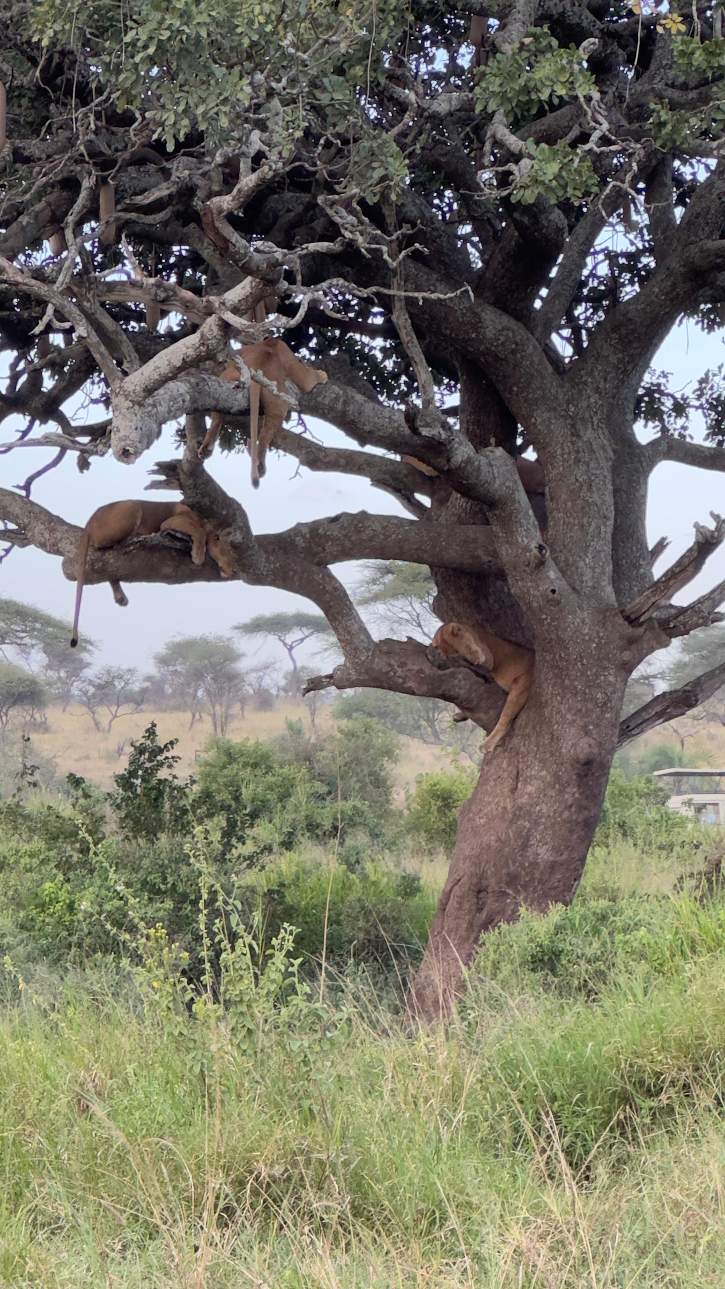 Tanzania Serengeti Big Five safari