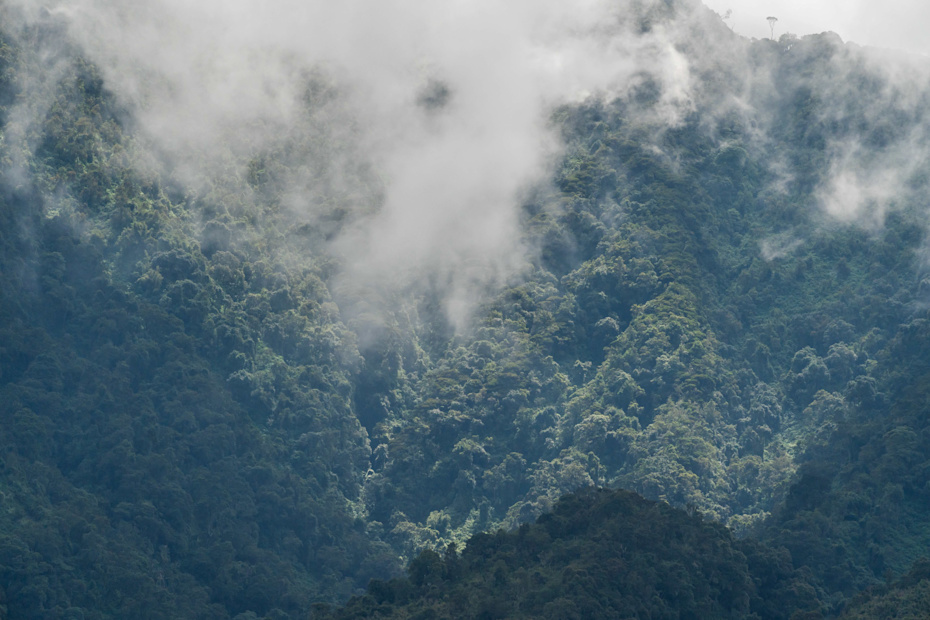 Rwanda luxury gorilla trekking safari