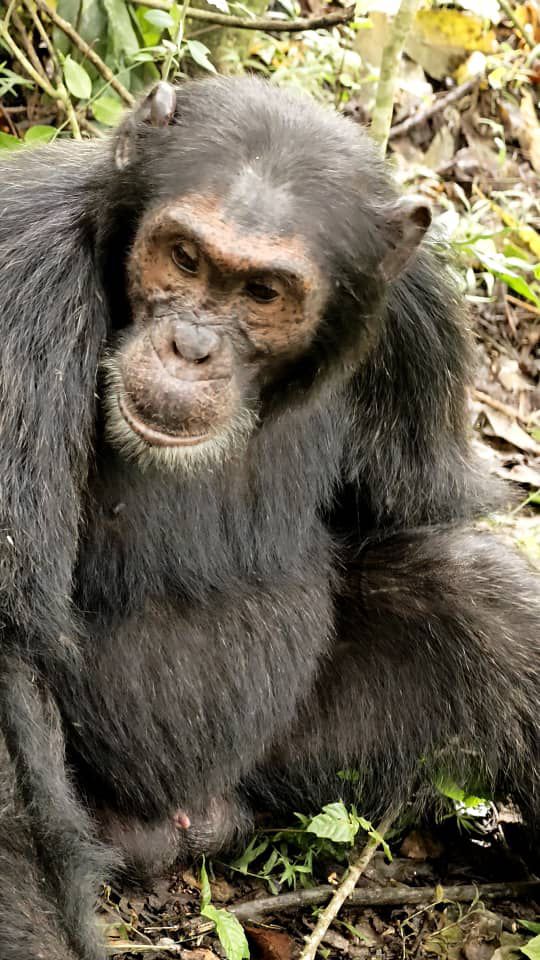 Chimpanzee trekking safari Uganda Rwanda