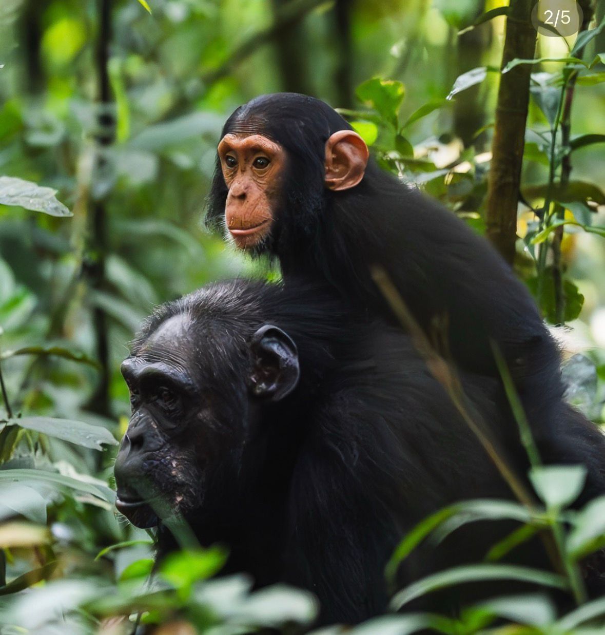 Uganda Gorilla and Chimpanzee Safari in Bwindi and Kibale Forest