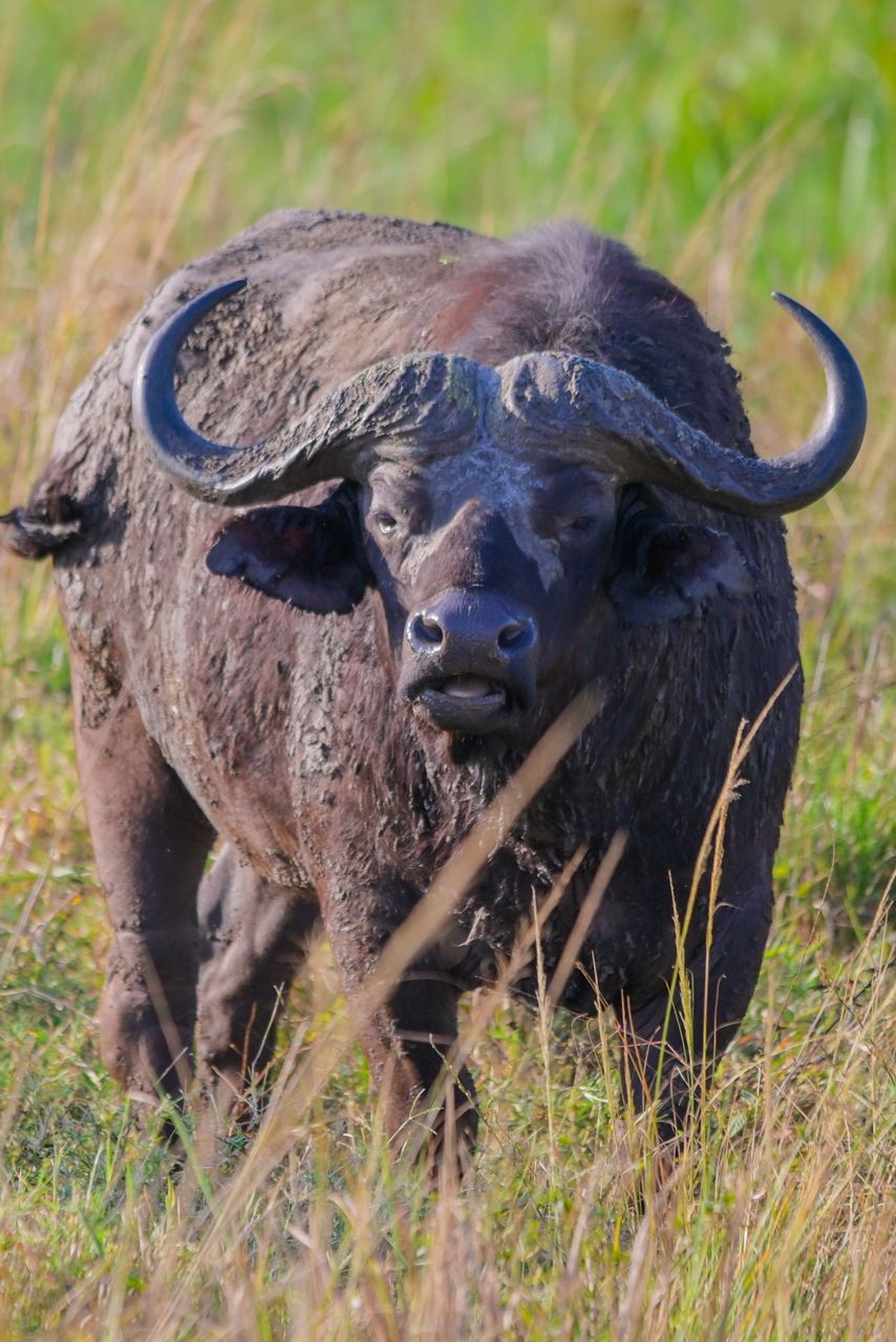 Big Five safari Africa lion elephant leopard buffalo rhino