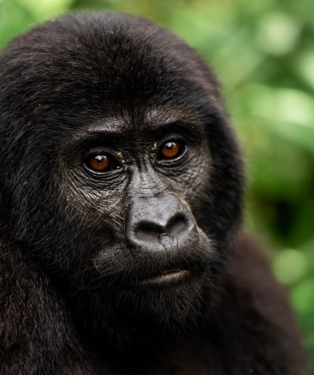 Mountain gorilla trekking experience in Uganda