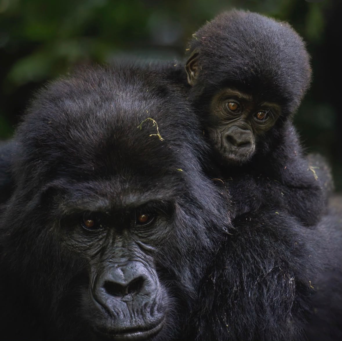 Luxury Uganda safari