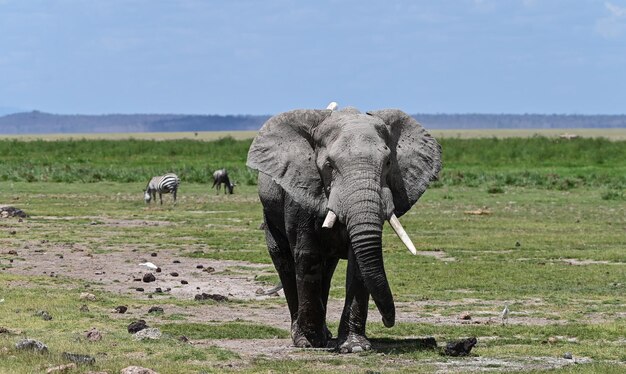 Big Five wildlife safari in Serengeti Tanzania