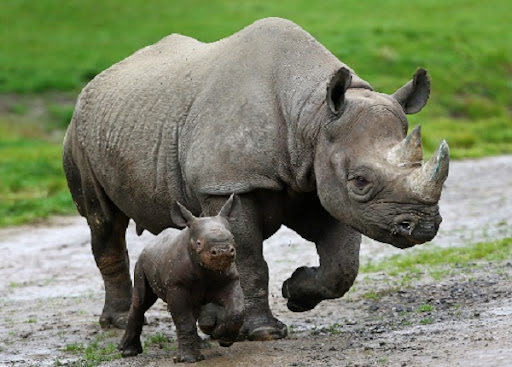 Big Five wildlife safari in Akagera National Park Rwanda