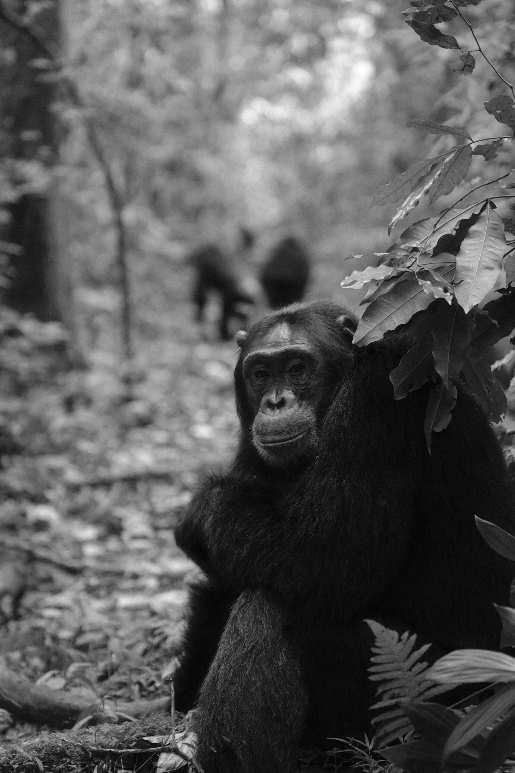 3 days Kibale chimpanzee trekking safari