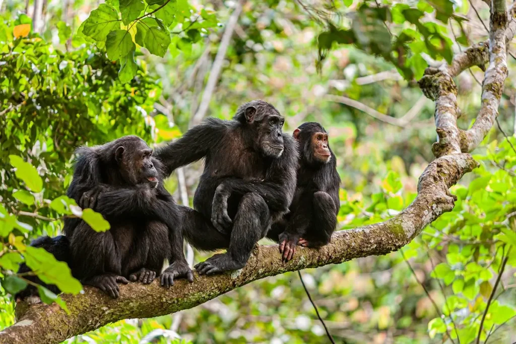 Nyungwe Forest chimpanzee trekking Rwanda