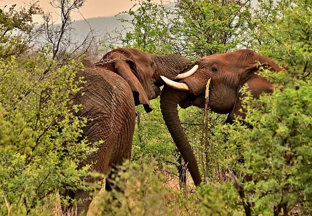 7 Days Kenya Big Five Safari