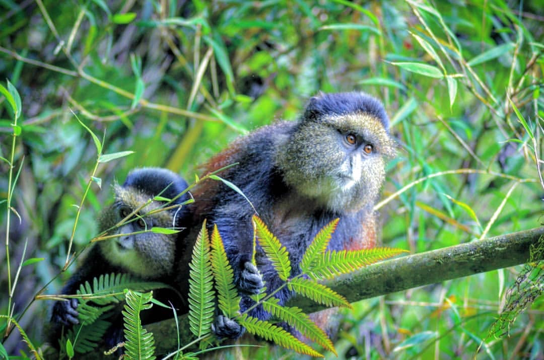 5 Days Rwanda Gorillas and Golden Monkeys Safari