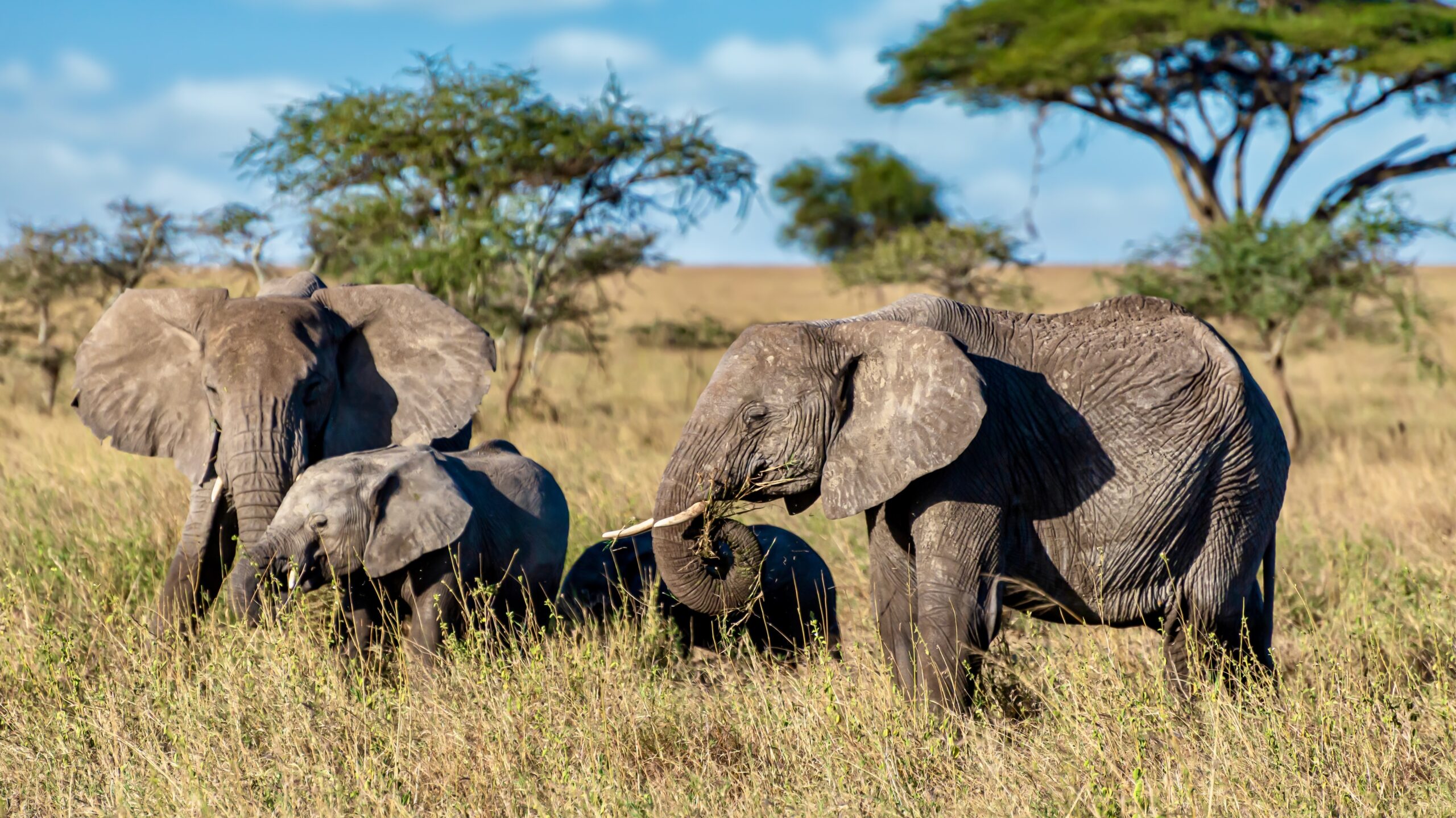 Luxury African safari with Big Five wildlife experience