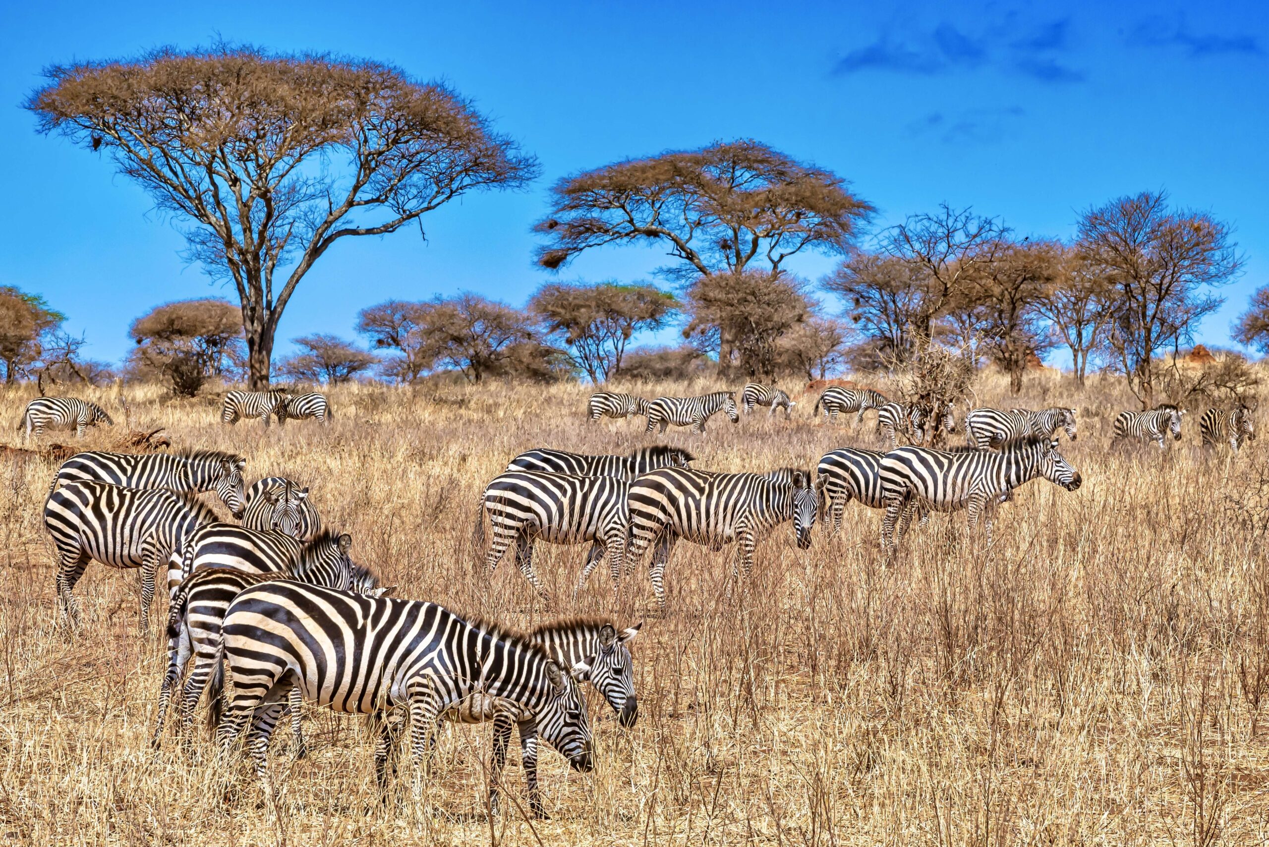 Kenya luxury Big Five safari