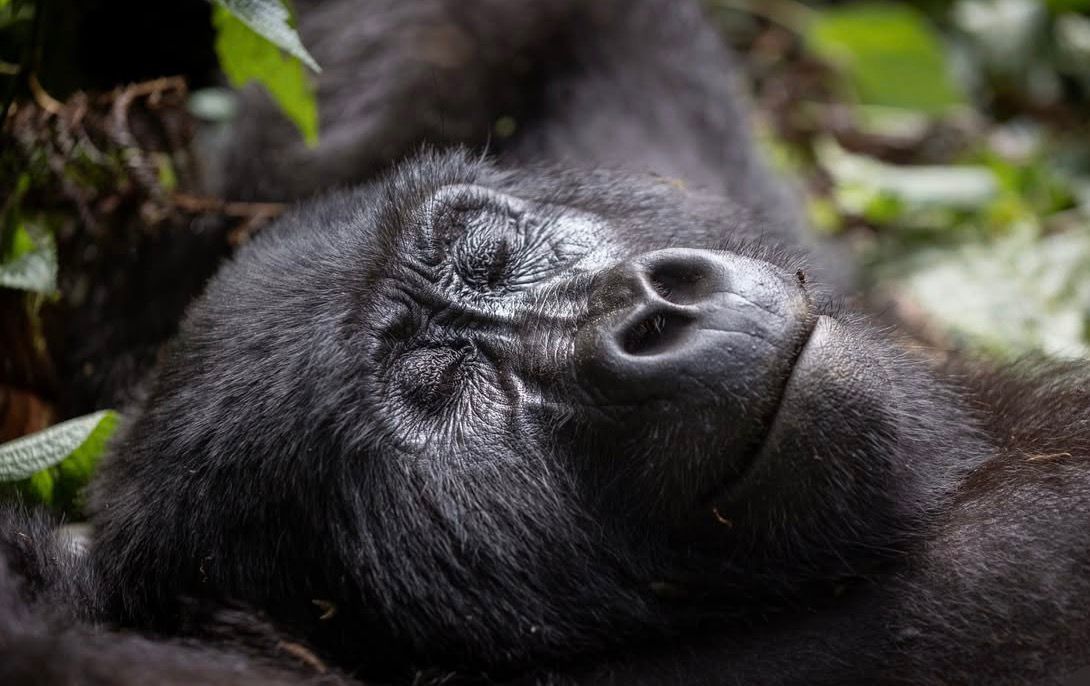3 Days Uganda Gorilla Trekking Safari in Bwindi Impenetrable Forest