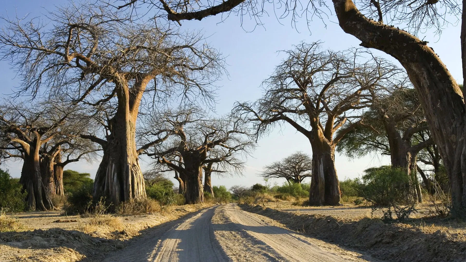 7 Days Tanzania Big Five Safari