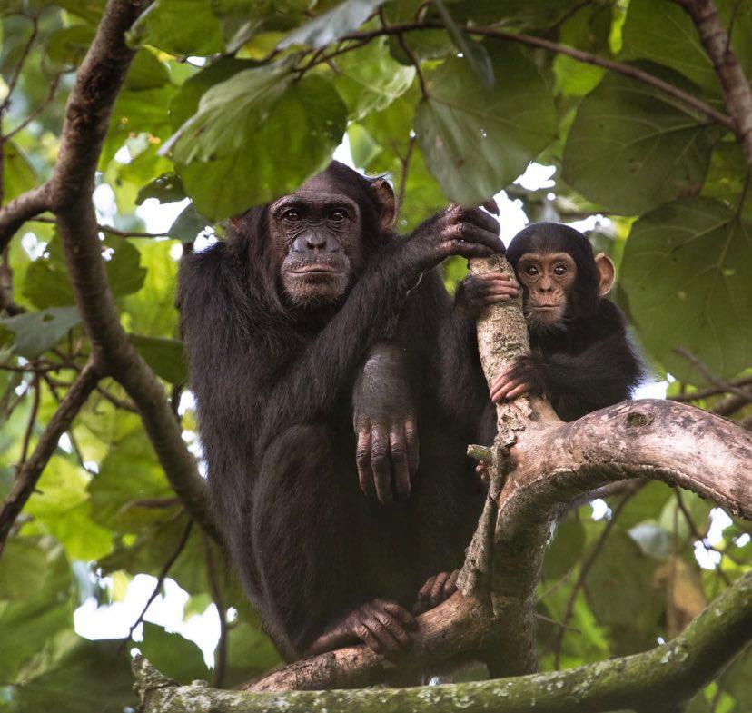 Chimpanzee tracking safari in Kibale Forest National Park Uganda