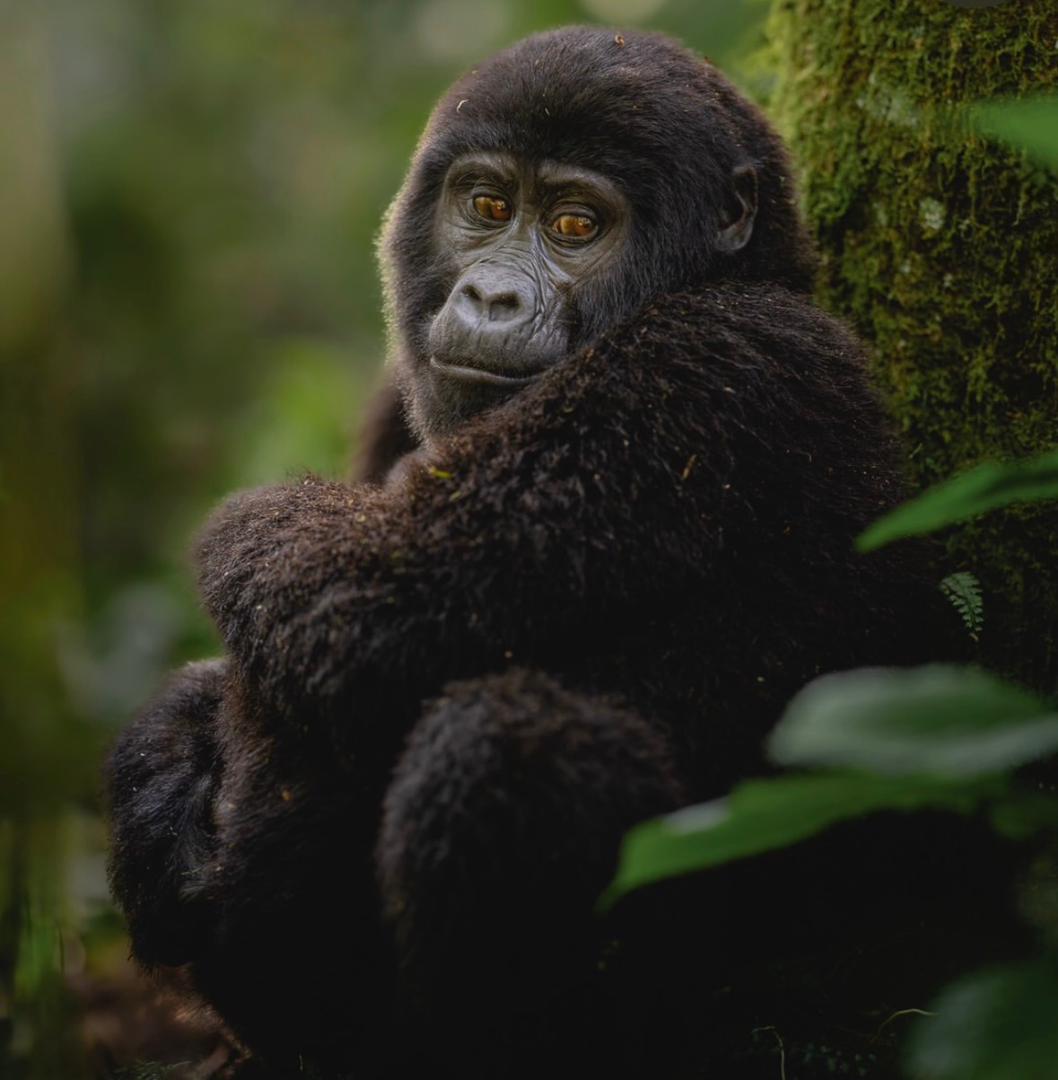 3 Days Uganda Gorilla Trekking Safari