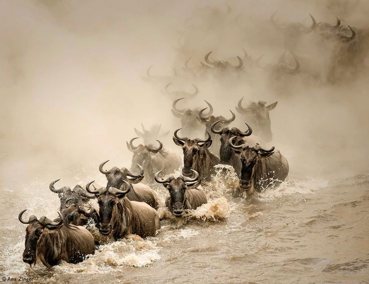 4 Days Maasai Mara Safari