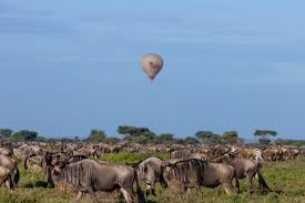 Wildebeest Great Migration safari in Maasai Mara Kenya