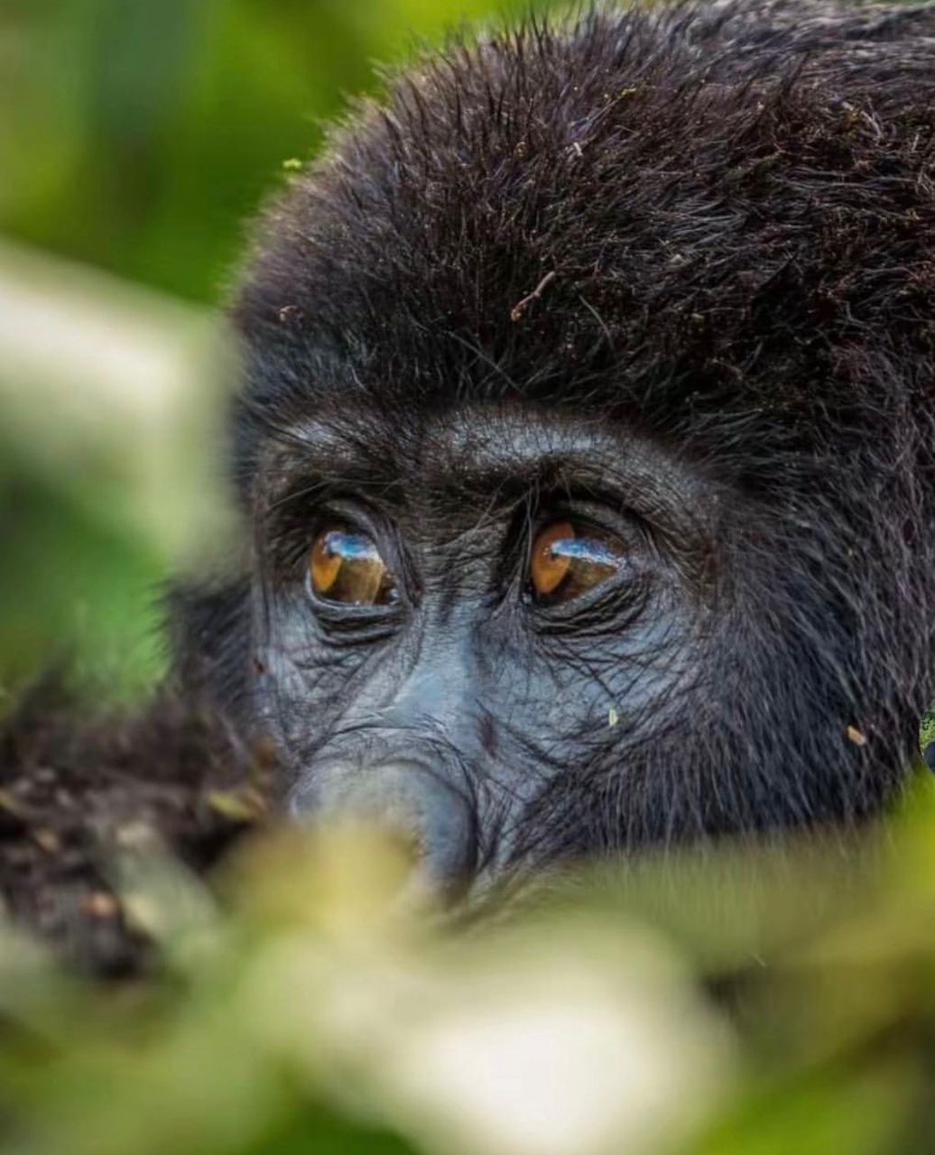 Bwindi Impenetrable Forest gorilla trekking Uganda