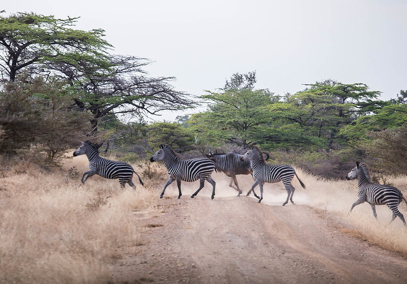 Big Five wildlife safari in Kenya
